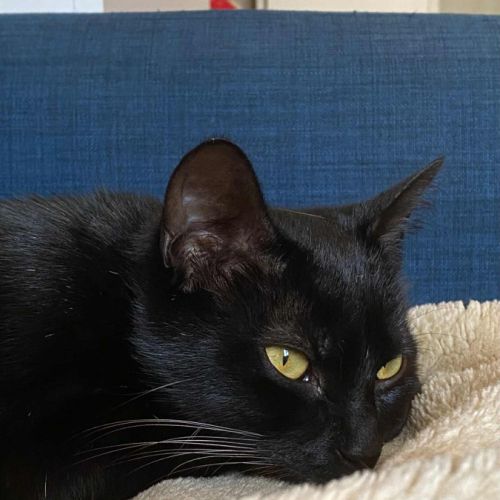 Moon cherche sa famille pour la vie ! #3