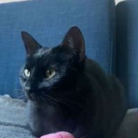 Moon cherche sa famille pour la vie ! #1