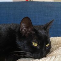 Moon cherche sa famille pour la vie ! #3