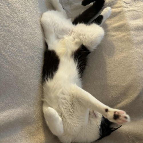 Poupette une jeune minette douce #1