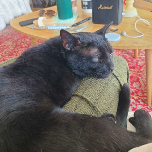 Athos beau chat noir proche de l’humain #1