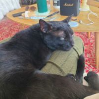 Athos beau chat noir proche de l’humain #1