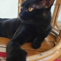 Athos beau chat noir proche de l’humain #0