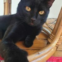 Athos beau chat noir proche de l’humain #3