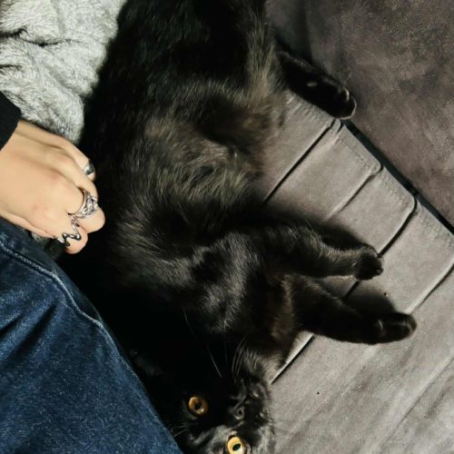 Hannae une chatonne épanouie bien dans ses pattes #2