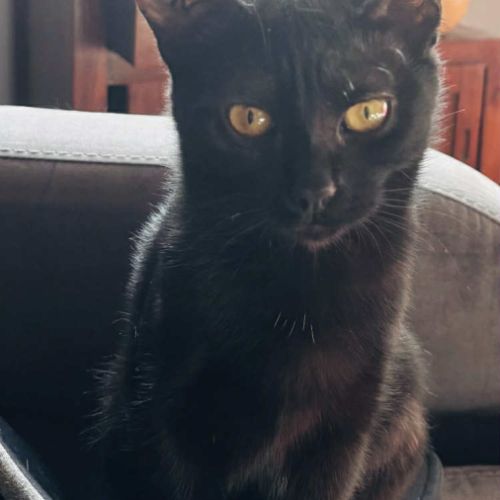 Hannae une chatonne épanouie bien dans ses pattes #3