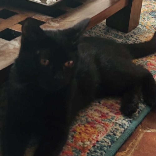 Hannae une chatonne épanouie bien dans ses pattes #5