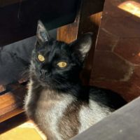 Hannae une chatonne épanouie bien dans ses pattes