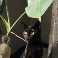 Hannae une chatonne épanouie bien dans ses pattes #4