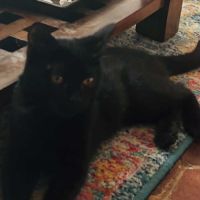 Hannae une chatonne épanouie bien dans ses pattes #5