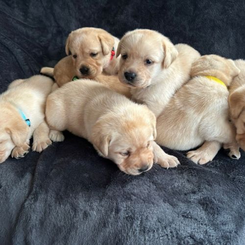 Magnifique chiot labrador mâle lof à réserver #2