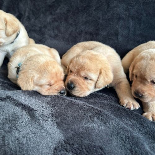 Magnifique chiot labrador mâle lof à réserver #8