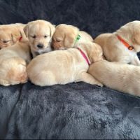 Magnifique chiot labrador mâle lof à réserver #1