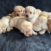 Magnifique chiot labrador mâle lof à réserver #2