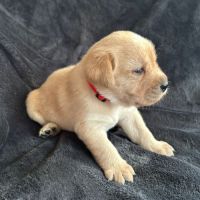 Magnifique chiot labrador mâle lof à réserver #3