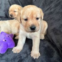 Magnifique chiot labrador mâle lof à réserver #4