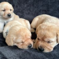 Magnifique chiot labrador mâle lof à réserver