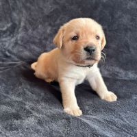 Magnifique chiot labrador mâle lof à réserver #6