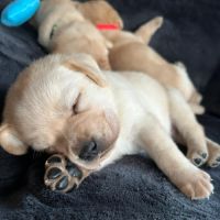 Magnifique chiot labrador mâle lof à réserver #7