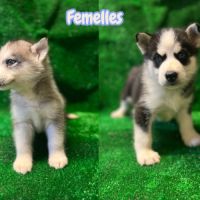 Chiots husky