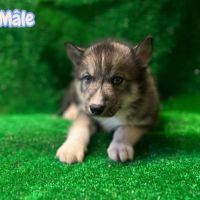Chiots husky #3