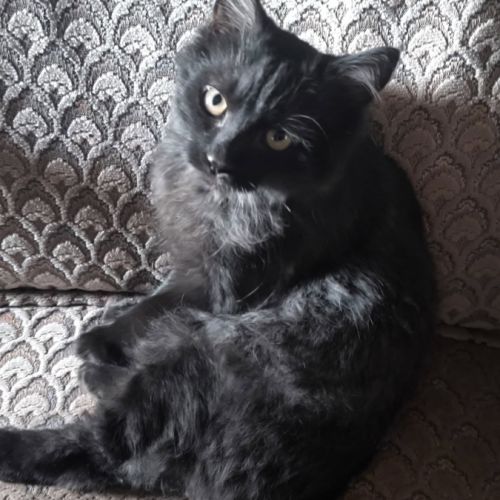 Acrobate, adorable chaton à l'adoption #1