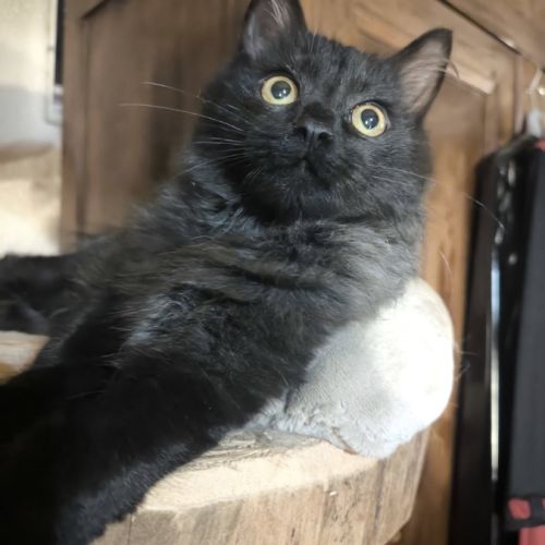 Acrobate, adorable chaton à l'adoption