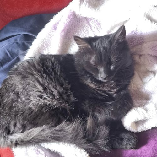 Acrobate, adorable chaton à l'adoption #5