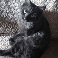 Acrobate, adorable chaton à l'adoption #1