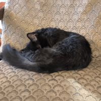 Acrobate, adorable chaton à l'adoption #2