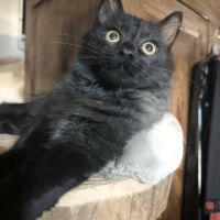 Acrobate, adorable chaton à l'adoption #0