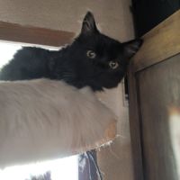 Acrobate, adorable chaton à l'adoption #4