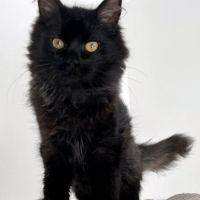 Acrobate, adorable chaton à l'adoption