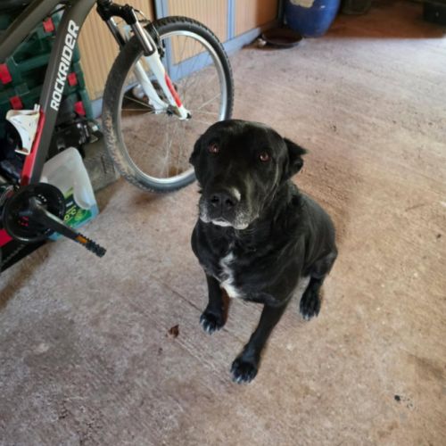 Chien sympa recherche foyer #0