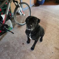 Chien sympa recherche foyer