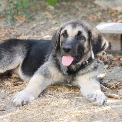 Chiot femelle mastin espagnol de 3 mois #0