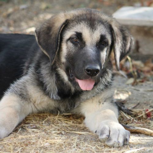 Chiot femelle mastin espagnol de 3 mois #2