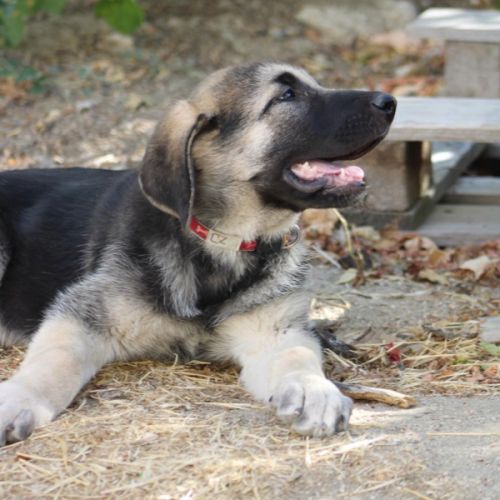 Chiot femelle mastin espagnol de 3 mois #3