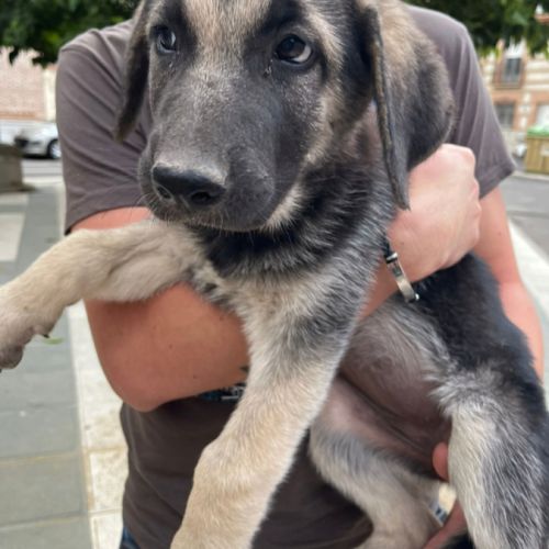 Chiot femelle mastin espagnol de 3 mois #4