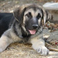 Chiot femelle mastin espagnol de 3 mois #2