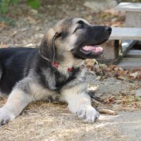 Chiot femelle mastin espagnol de 3 mois #3