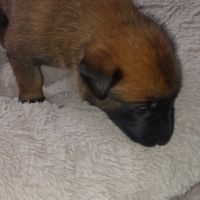 Chiot malinois