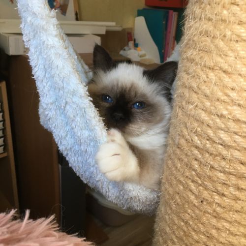 Chaton mâle sacre de birmanie loof à vendre #1