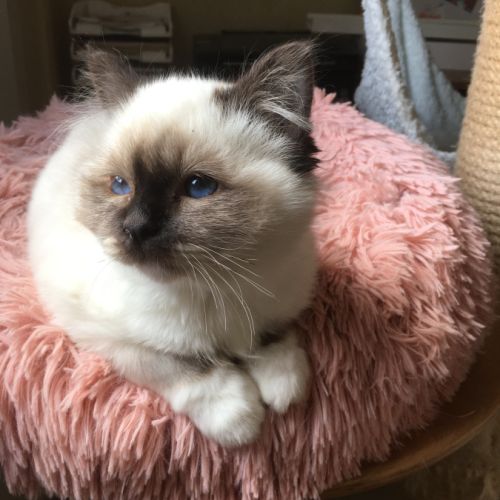 Chaton mâle sacre de birmanie loof à vendre #3