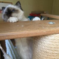 Chaton mâle sacre de birmanie loof à vendre #2