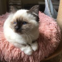 Chaton mâle sacre de birmanie loof à vendre #3