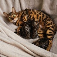 Chatons bengal loof