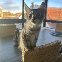 Maine coon femelle #1