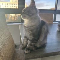 Maine coon femelle #3