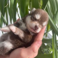 Pomsky toy mini #8